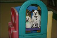 daycare pic 132 - snoopy